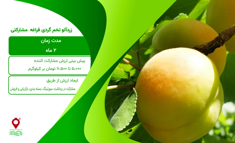 زردآلو تخم گردی - مشارکتی