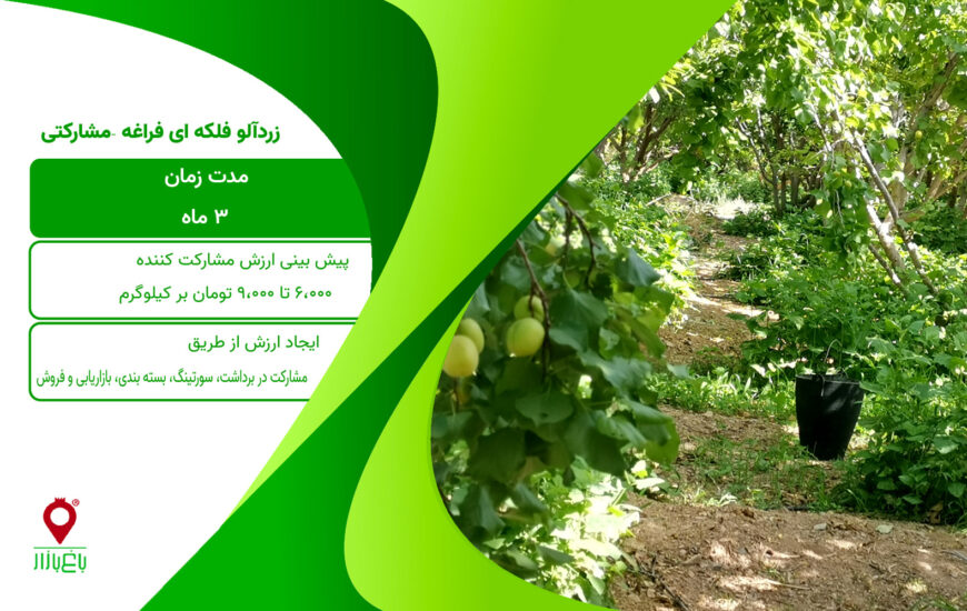 زردآلو فلکه ای فراغه - مشارکتی