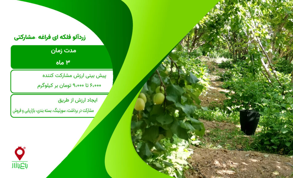 زردآلو فلکه ای فراغه - مشارکتی