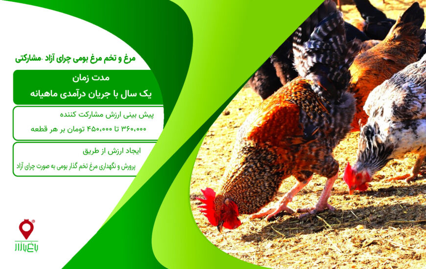 مرغ و تخم مرغ بومی چرای آزاد