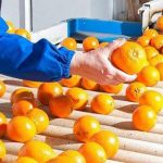 خرید از باغ و مساله ی کیفیت