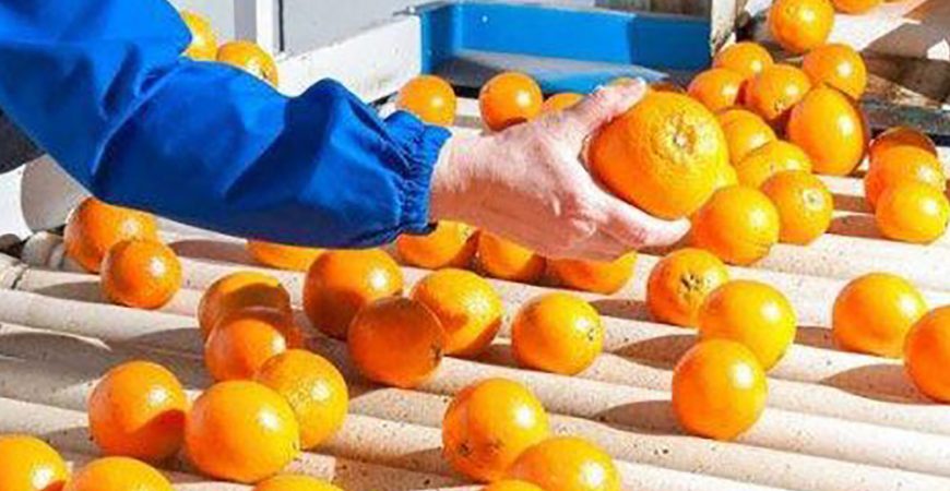 خرید از باغ و مساله ی کیفیت