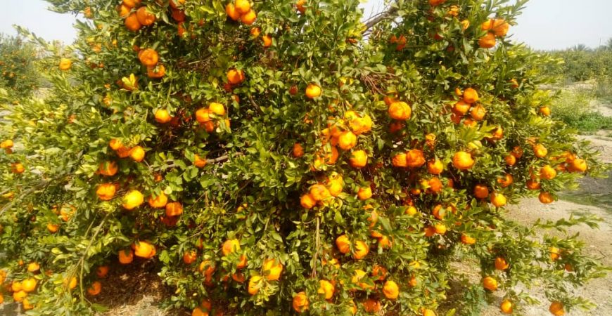 رویداد باغ مرکبات جیرفت باغ بازار