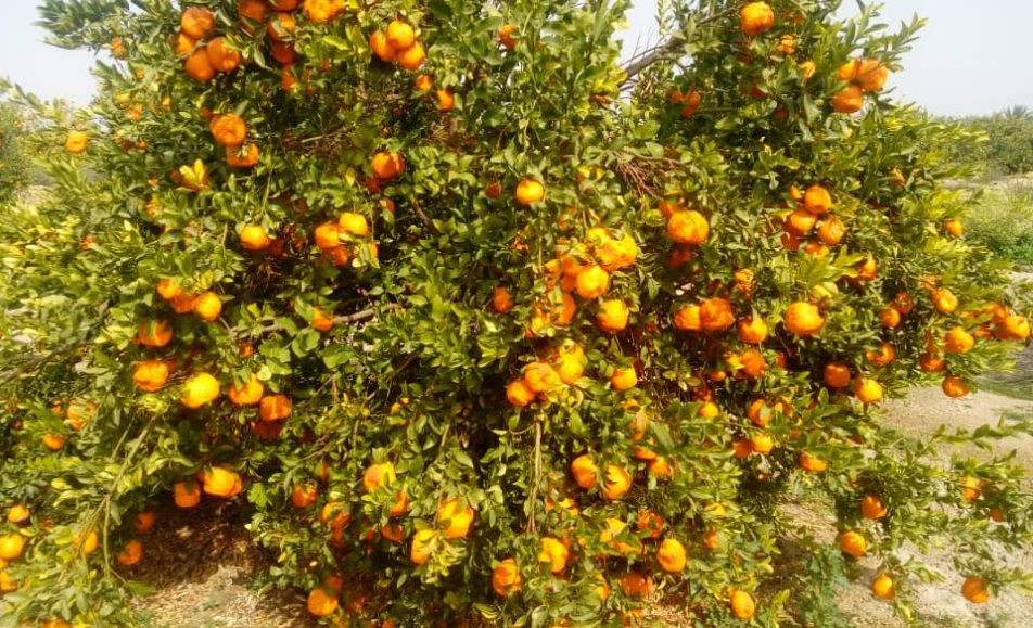 رویداد باغ مرکبات جیرفت باغ بازار