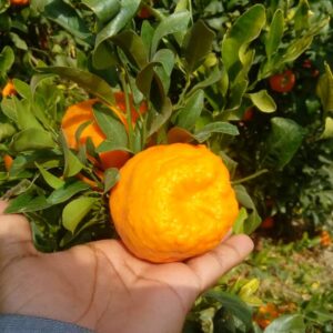 خرید نارنگی از باغ | باغ بازار