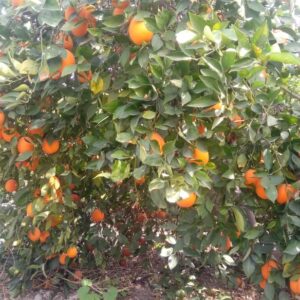 خرید پرتقال تامسون جنوب از باغ