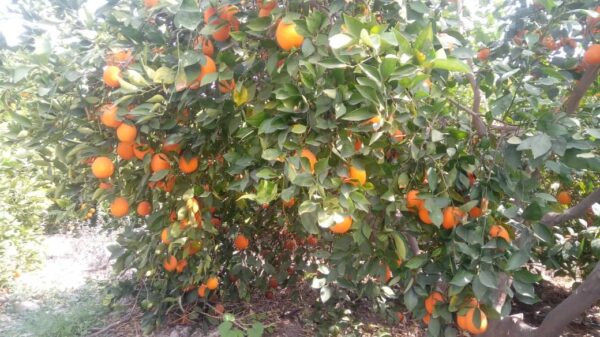 خرید پرتقال تامسون جنوب از باغ خرید پرتقال تامسون جنوب از باغ