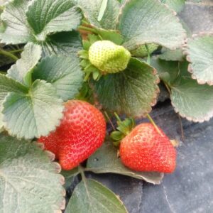 خرید آنلاین توت فرنگی | خرید آنلاین توت فرنگی جیرفت