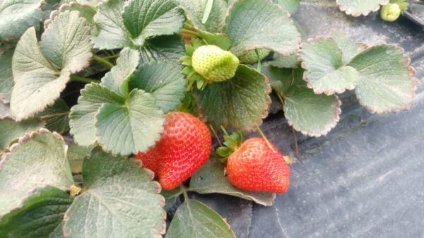 خرید آنلاین توت فرنگی | خرید آنلاین توت فرنگی جیرفت