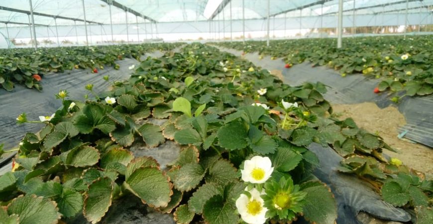 خرید آنلاین توت فرنگی | خرید آنلاین توت فرنگی جیرفت