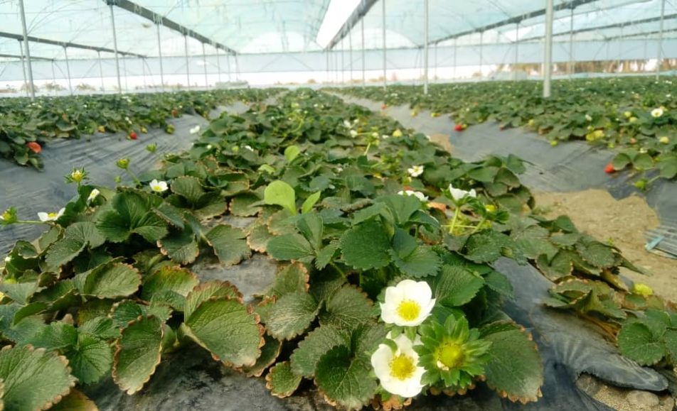 خرید آنلاین توت فرنگی | خرید آنلاین توت فرنگی جیرفت