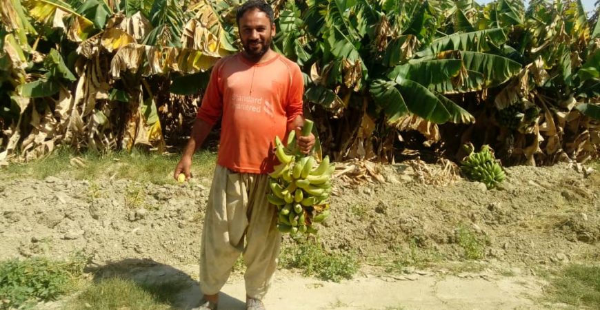 خرید آنلاین موز سیستان و بلوچستان | خرید آنلاین موز