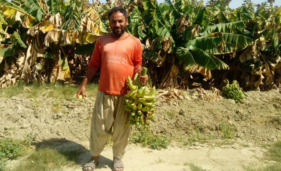 خرید آنلاین موز سیستان و بلوچستان | خرید آنلاین موز