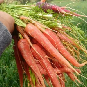 رویداد هویج قرمز بمپور باغ بازار