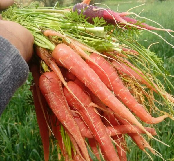 رویداد هویج قرمز بمپور باغ بازار رویداد هویج قرمز بمپور باغ بازار