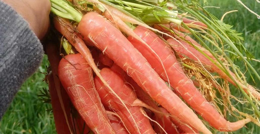 رویداد هویج قرمز بمپور باغ بازار