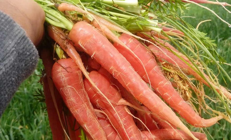 رویداد هویج قرمز بمپور باغ بازار