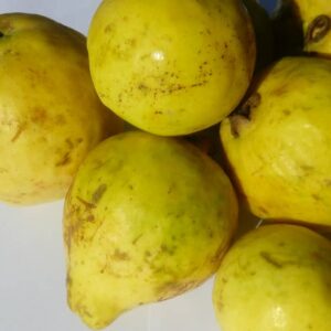 خرید آنلاین گواوا | خرید آنلاین میوه گرمسیری