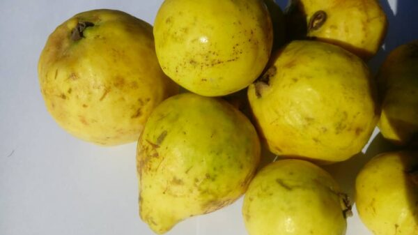 خرید آنلاین گواوا | خرید آنلاین میوه گرمسیری خرید آنلاین گواوا | خرید آنلاین میوه گرمسیری