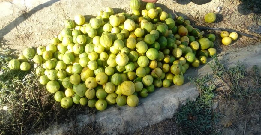 رویداد میوه گرمسیری گواوا سیستان و بلوچستان باغ بازار