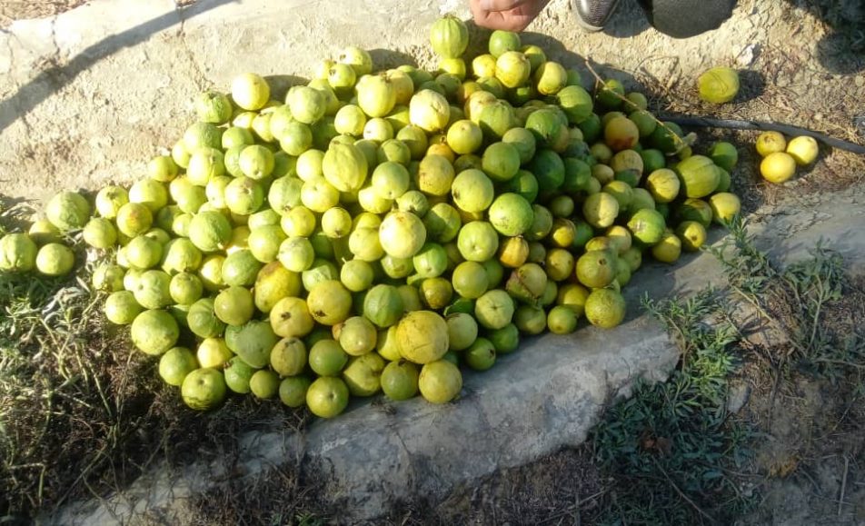 رویداد میوه گرمسیری گواوا سیستان و بلوچستان باغ بازار