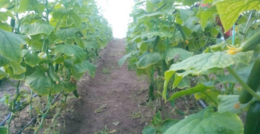 خرید آنلاین خیار گلخانه ای جیرفت | خرید آنلاین خیار گلخانه ای