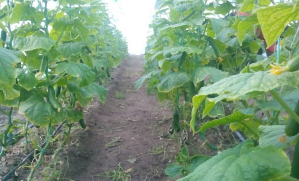 خرید آنلاین خیار گلخانه ای جیرفت | خرید آنلاین خیار گلخانه ای