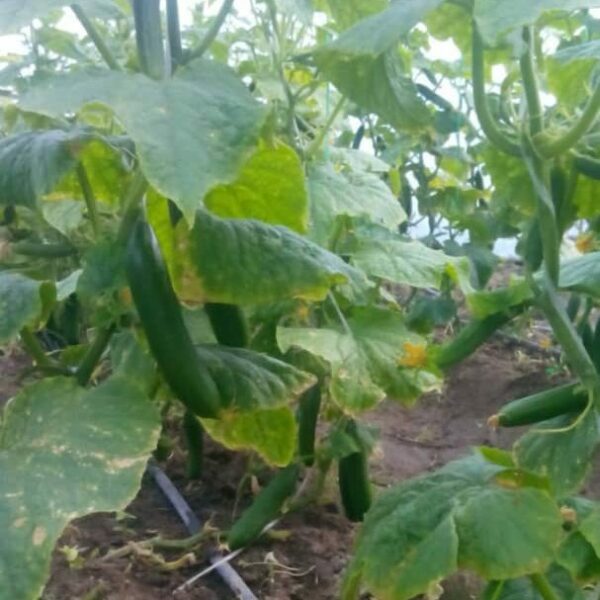 خرید آنلاین خیار گلخانه ای جیرفت | خرید آنلاین خیار گلخانه ای