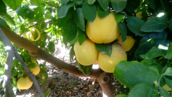 خرید آنلاین گریپ فرویت خرید آنلاین گریپ فرویت