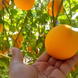 خرید آنلاین پرتقال والنسیا