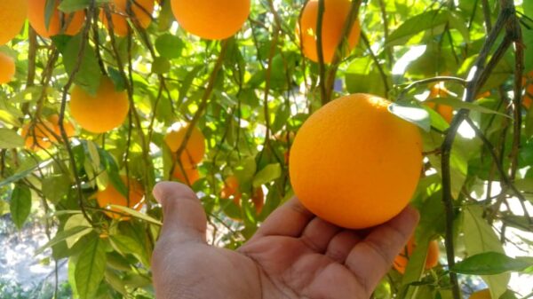 خرید آنلاین پرتقال والنسیا خرید آنلاین پرتقال والنسیا