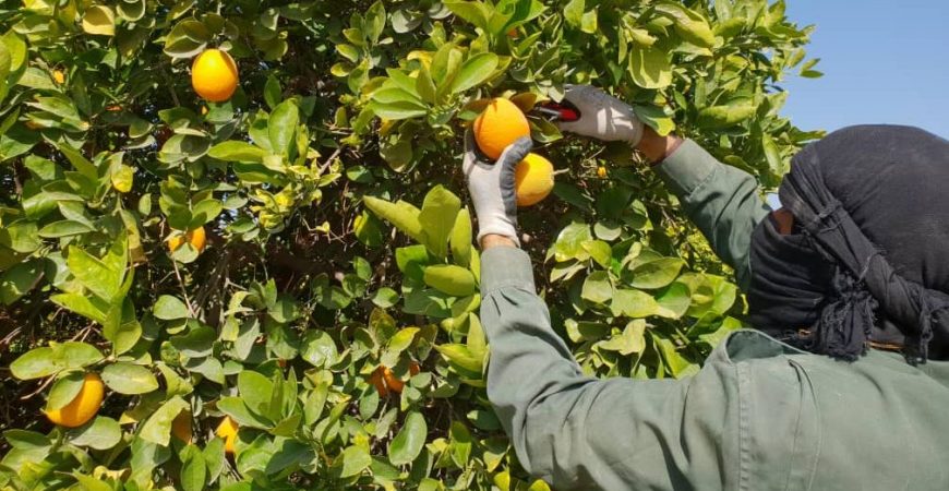 رویداد باغ مرکبات جیرفت باغ بازار