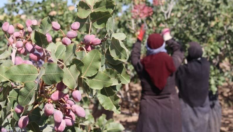 خرید آنلاین پسته رفسنجان | خرید آنلاین پسته