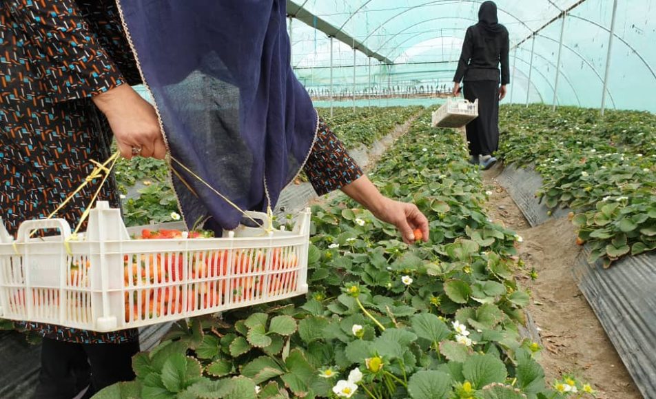 خرید آنلاین توت فرنگی | خرید آنلاین توت فرنگی جیرفت