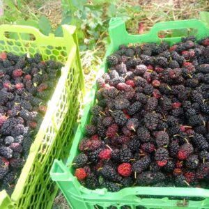 خرید آنلاین توت سیاه