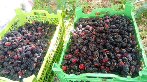 خرید آنلاین توت سیاه خرید آنلاین توت سیاه