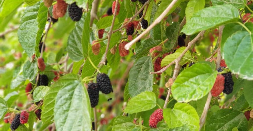 خرید آنلاین توت سیاه