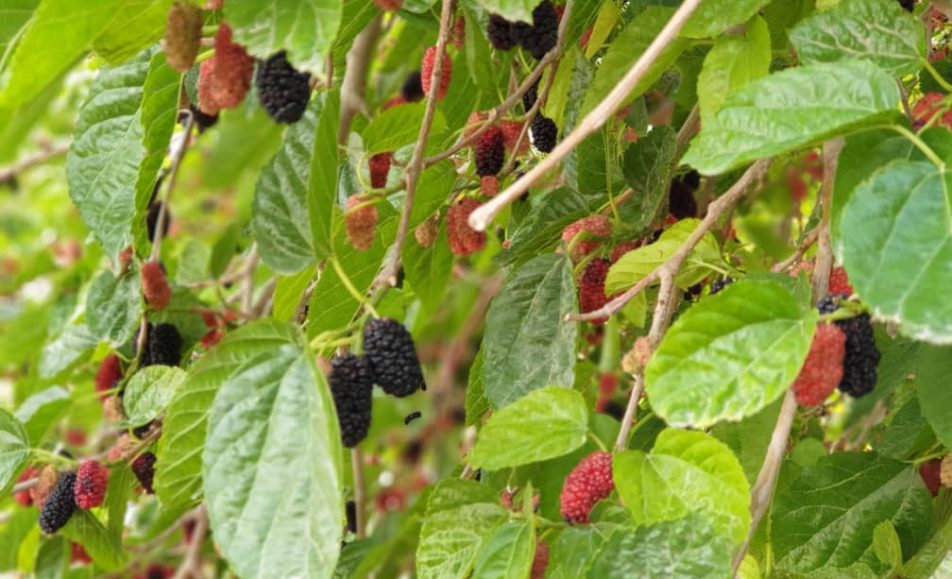 خرید آنلاین توت سیاه