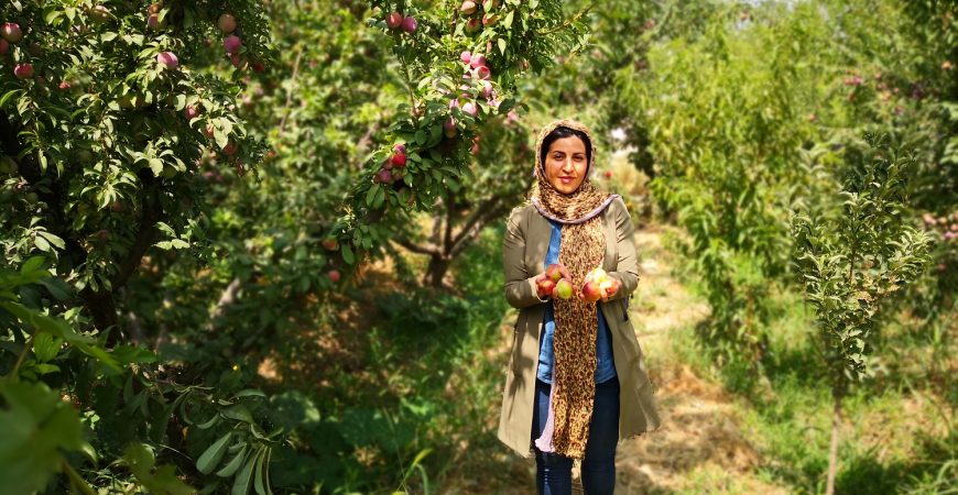 باغ بازار آلو شابلون | خرید آلو شابلون از باغ | خرید آلو شابلون جعبه ای از باغ