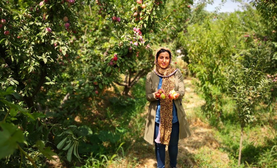 باغ بازار آلو شابلون | خرید آلو شابلون از باغ | خرید آلو شابلون جعبه ای از باغ