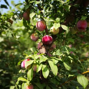 باغ بازار آلو شابلون | خرید آلو شابلون از باغ | خرید آلو شابلون جعبه ای از باغ