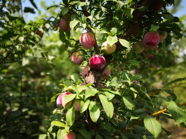 باغ بازار آلو شابلون | خرید آلو شابلون از باغ | خرید آلو شابلون جعبه ای از باغ باغ بازار آلو شابلون | خرید آلو شابلون از باغ | خرید آلو شابلون جعبه ای از باغ