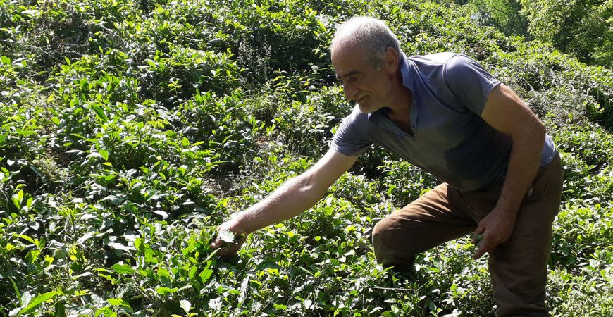 رویداد کشاورزی چای لاهیجان | باغ بازار