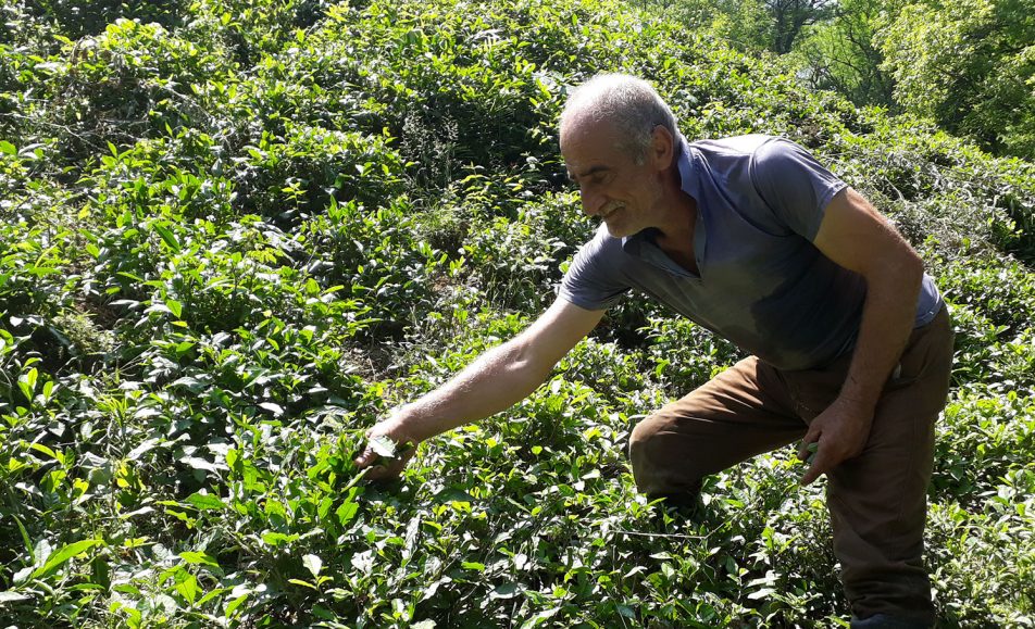 رویداد کشاورزی چای لاهیجان | باغ بازار