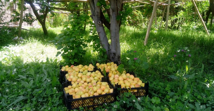 رویداد کشاورزی زردآلوی نوری جوشان کرمان | باغ بازار