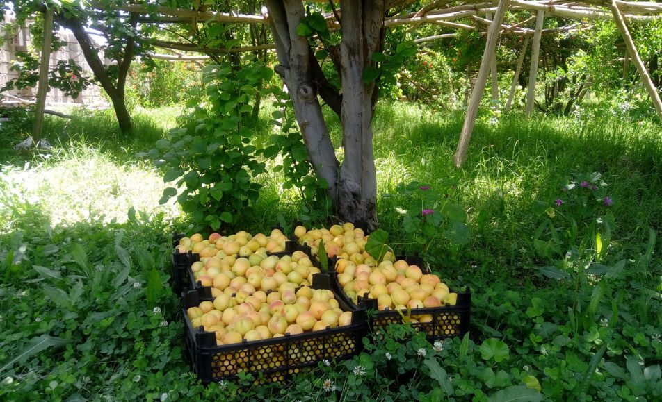 رویداد کشاورزی زردآلوی نوری جوشان کرمان | باغ بازار