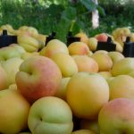 خرید آنلاین زردآلوی نوری جوشان کرمان