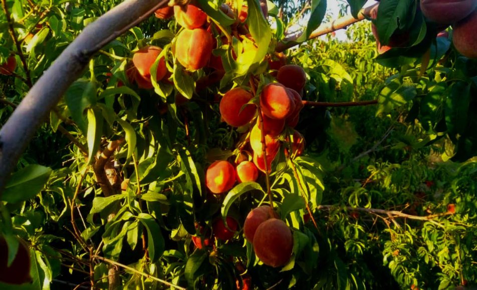 رویداد کشاورزی هلو ماهان کرمان | باغ بازار