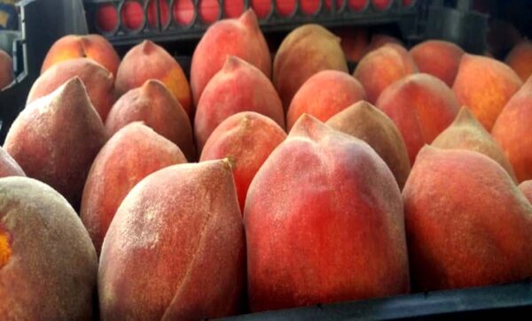 خرید آنلاین هلو ماهان کرمان خرید آنلاین هلو ماهان کرمان