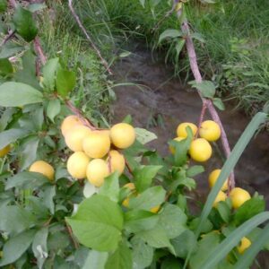 خرید آنلاین آلو زرد شهداد کرمان